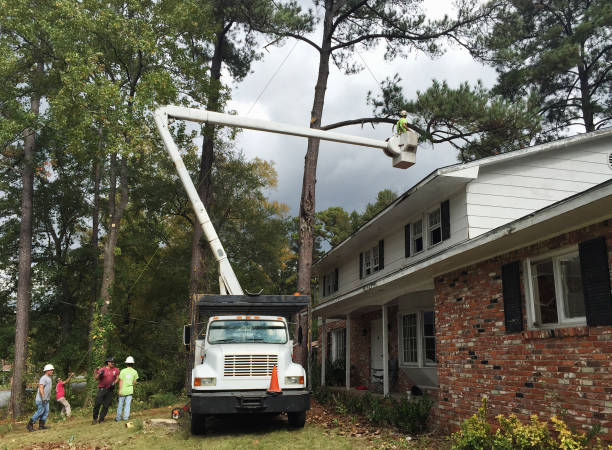 How Our Tree Care Process Works  in  Estes Park, CO